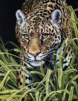 South American Jaguar